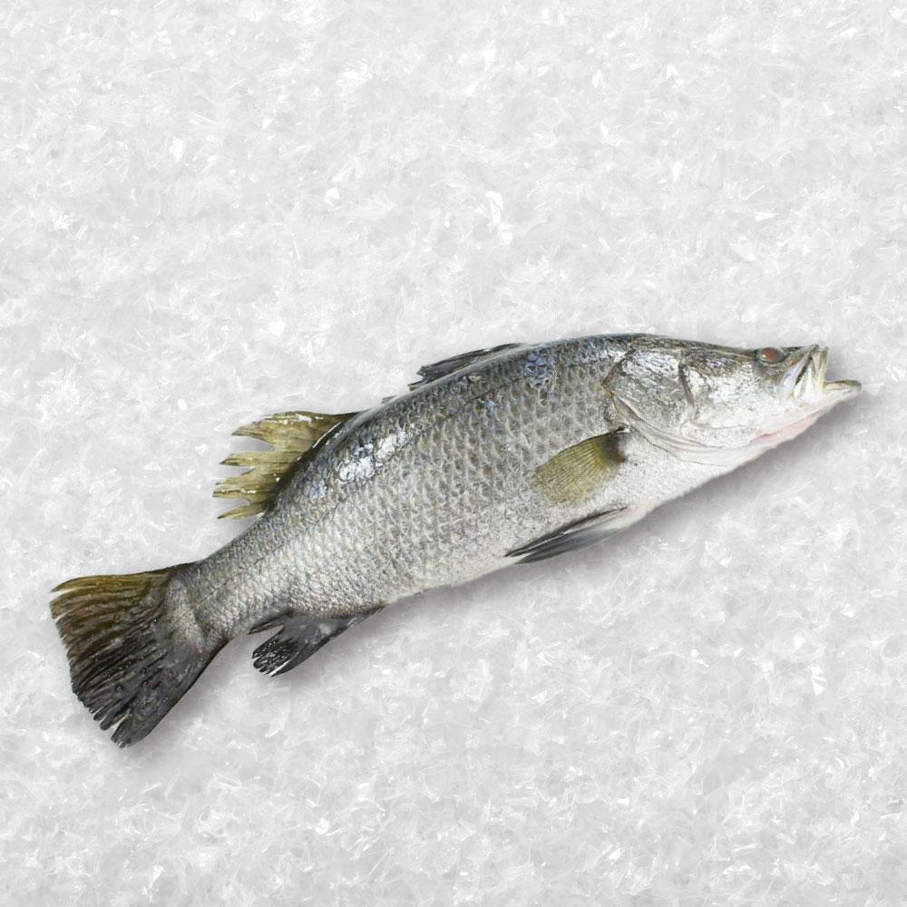 Barramundi (Siakap) 石甲