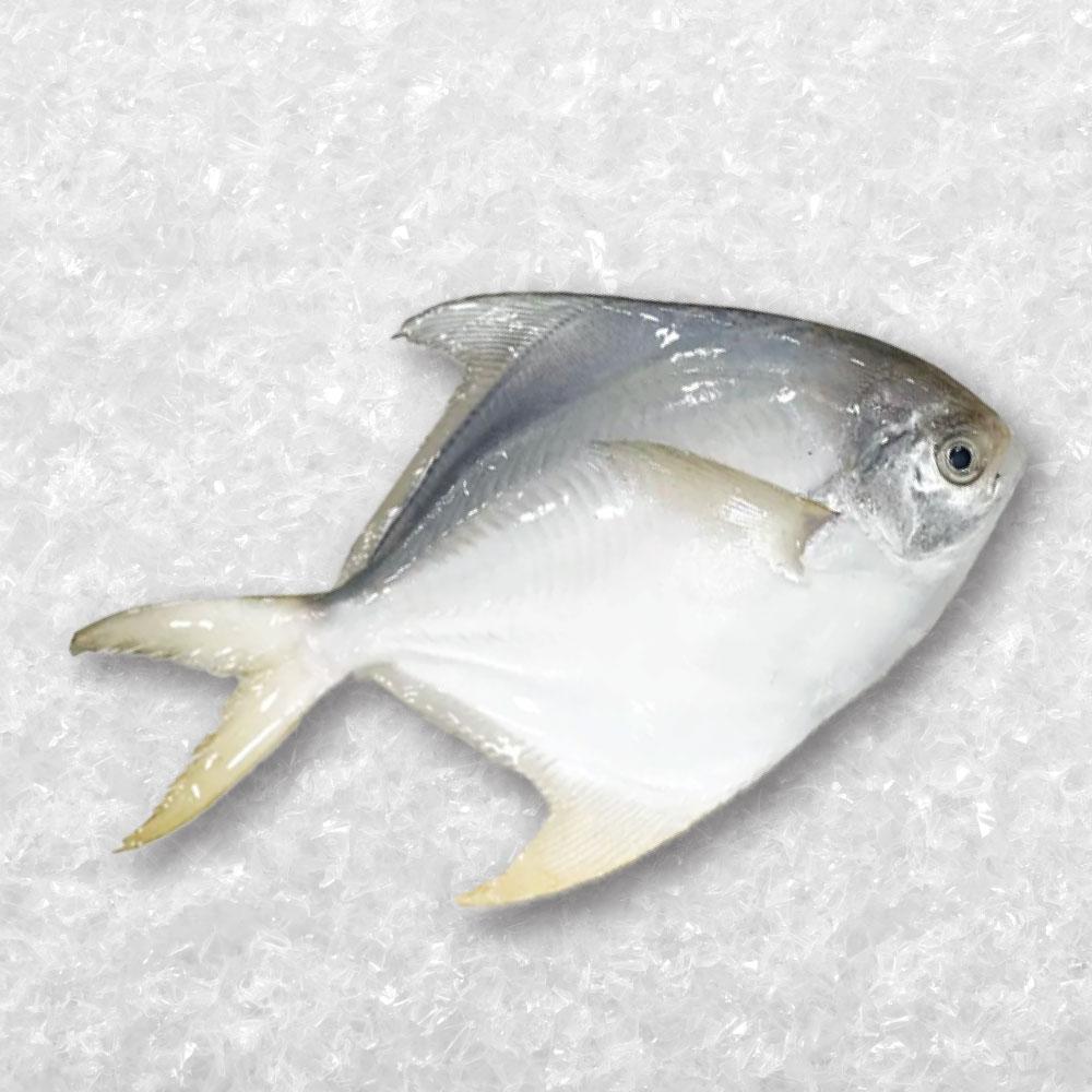 White Pomfret 白鲳