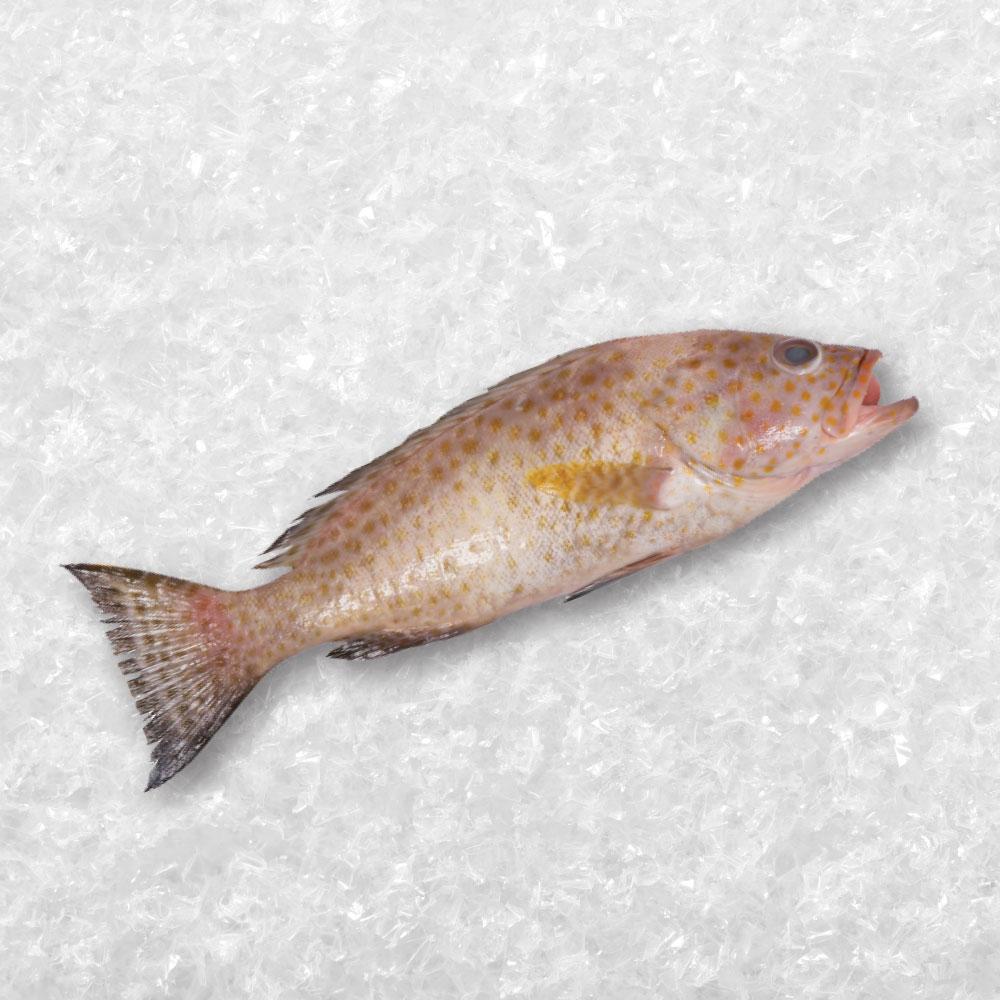 Longfin Grouper 花斑/米斑